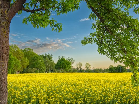 Rapsidylle Blühendes Feld mit gelben Blumen, umgeben von Bäumen und einem blauen Himmel.