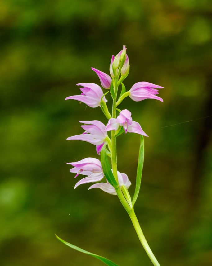 Zarte Pflanze mit pinken Blüten, umgeben von grünem Hintergrund.