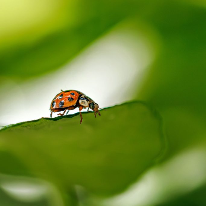 Ein Marienkäfer sitzt auf einem grünen Blatt im sanften Licht.