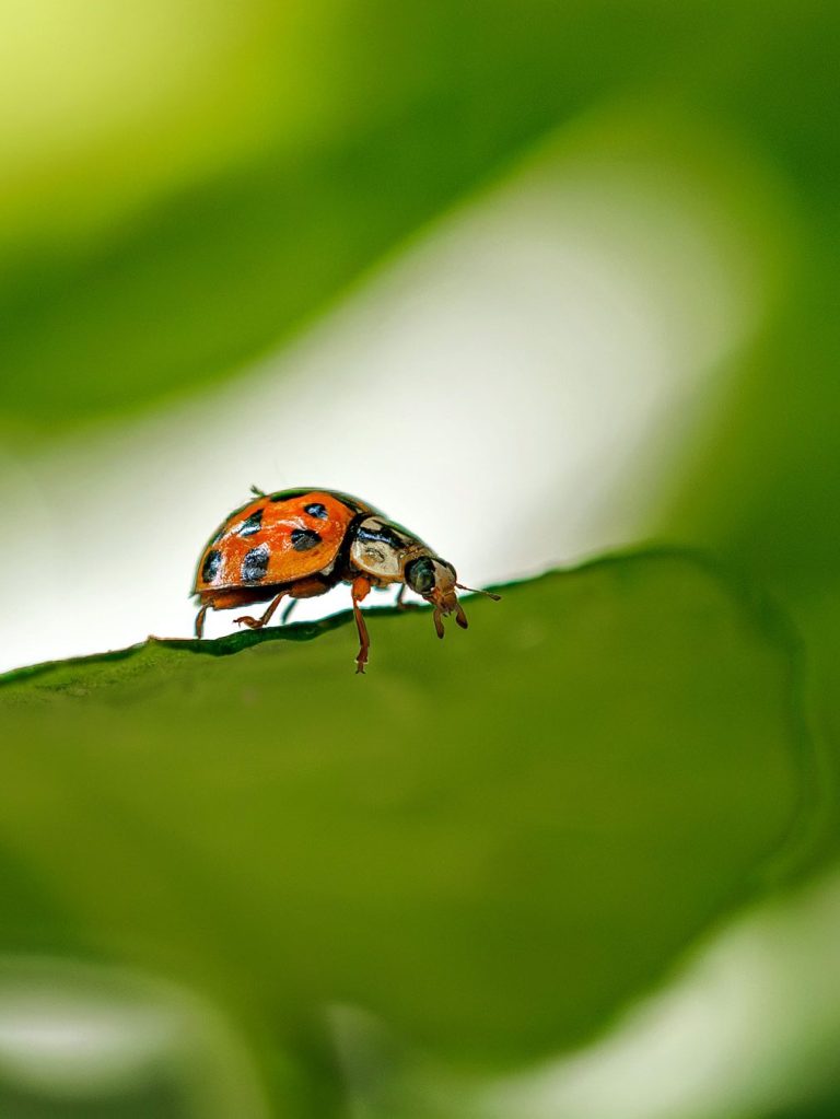 Ein Marienkäfer sitzt auf einem grünen Blatt vor einem unscharfen Hintergrund.
