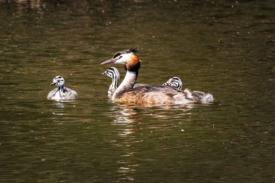 Ein Haubentaucher mit drei Küken schwimmt auf einem Gewässer.