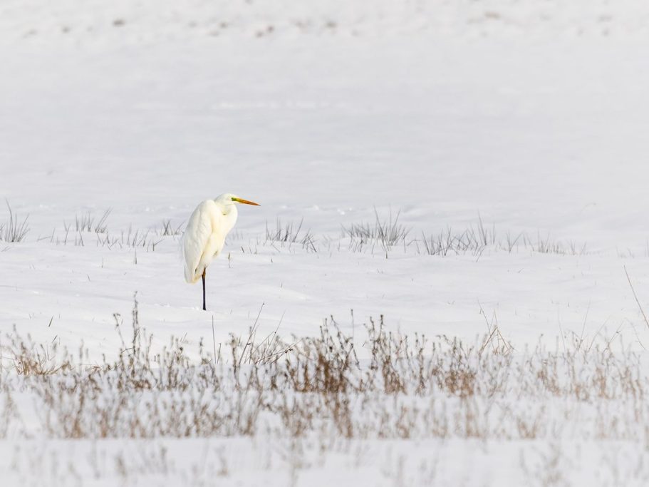 Silberreiher im Schnee Ein Silberreiher steht auf einem Bein in einer schneebedeckten Landschaft.