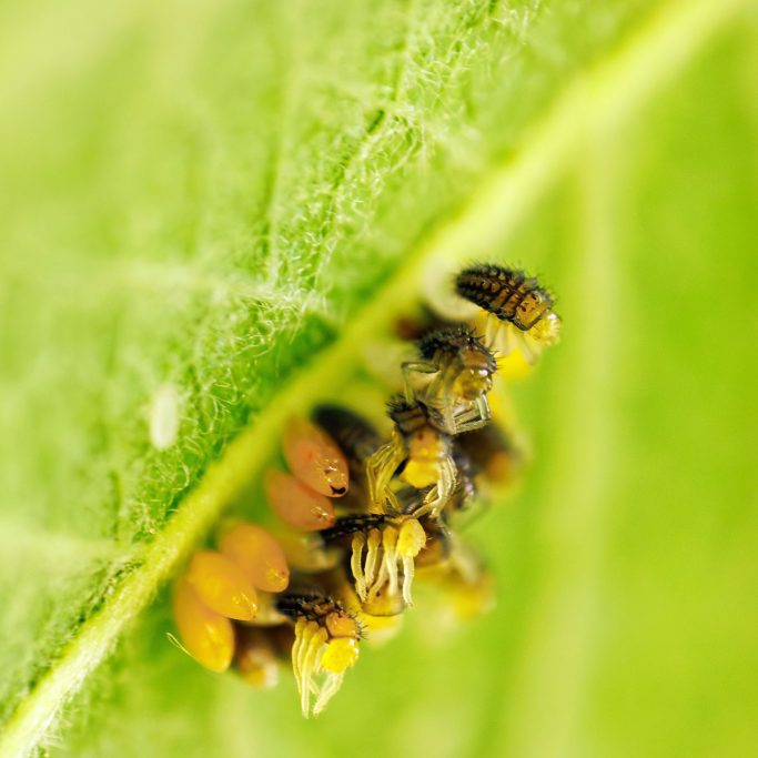 Mehrere kleine, gelb-braune Insekten auf einem grünen Blatt.
