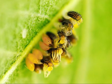 Kleine, gelbe und schwarze Insekten auf einem grünen Blatt.