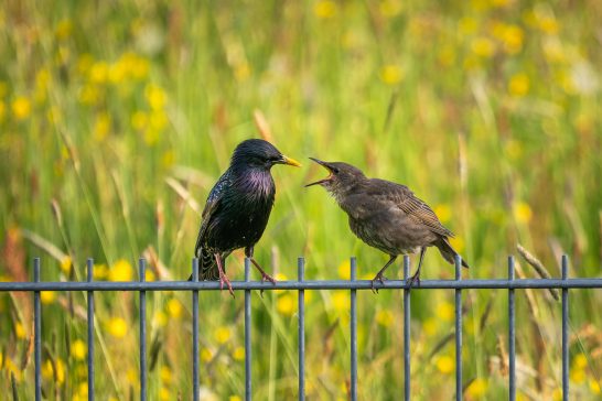 Zwei Vögel auf einem Zaun vor einer bunten Wiese mit vielen Blumen.