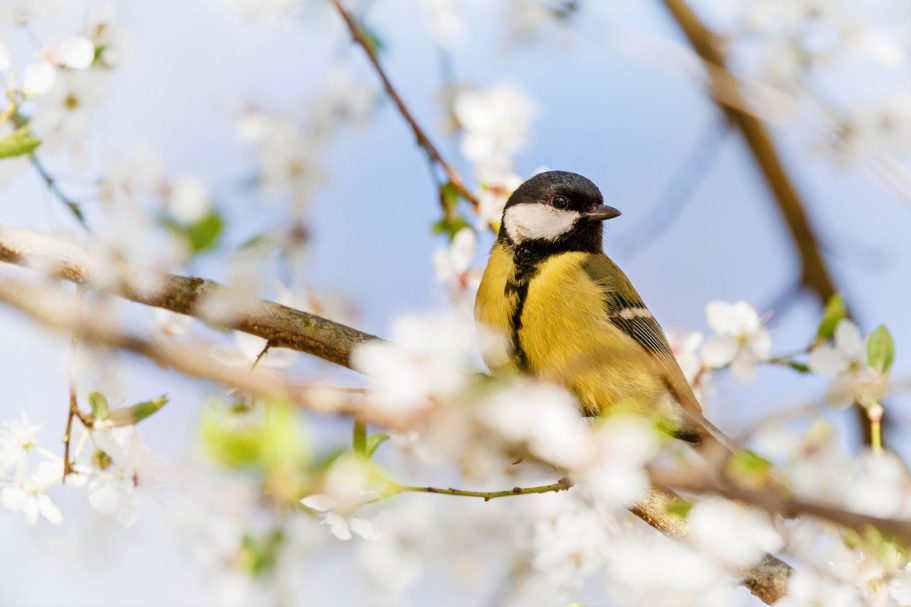 Kohlmeise sitzt zwischen blühenden Zweigen unter blauem Himmel.