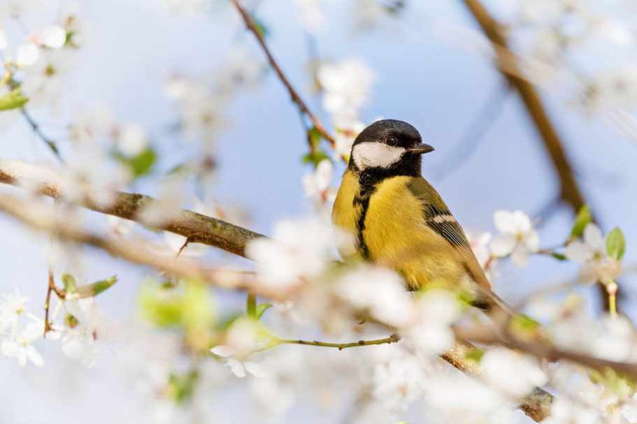 Kohlmeise sitzt auf einem Ast mit Blüten im Hintergrund.