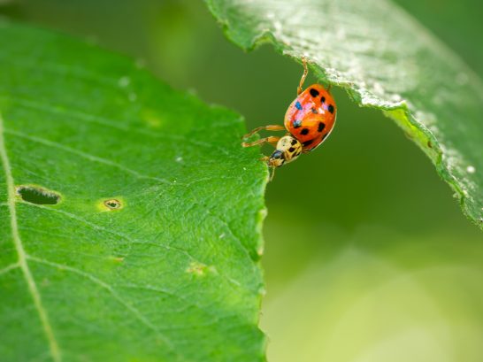 Asiatischer Marienkäfer Rote Marienkäfer mit schwarzen Punkten auf einem grünen Blatt.