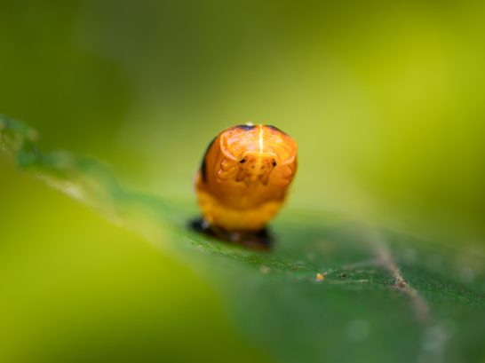 Puppe Eine nahaufnahme einer orangefarbenen Raupe auf einem Blatt mit unscharfem Hintergrund.