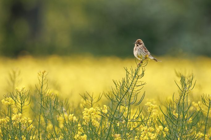 Ein Vogel sitzt auf einem grünen Pflanzenstängel vor einem gelben Blumenfeld.