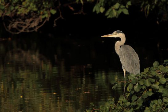 Ein Graureiher steht am Ufer einer ruhigen Wasserfläche, umgeben von Pflanzen.