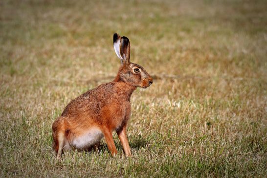 Wilder Hase sitzt auf einer grünen Wiese und schaut aufmerksam nach rechts.