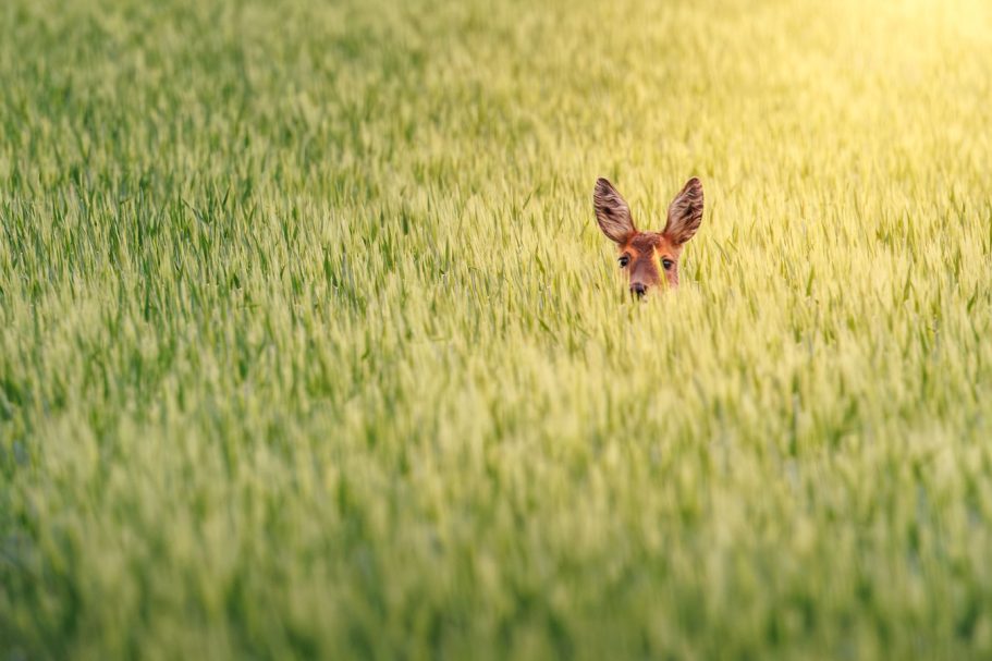 Ein Reh blickt neugierig aus einem grünen Feld heraus.