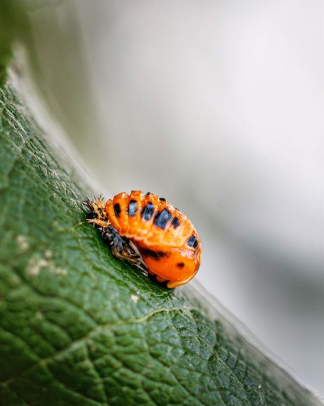 Eine orange Käferlarve mit schwarzen Streifen auf einem grünen Blatt.