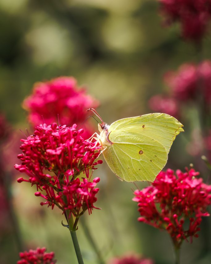 Eine gelbe Schmetterling sitzt auf blühenden roten Blumen.