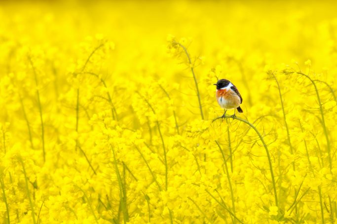 Ein kleiner Vogel sitzt in einem Feld mit leuchtend gelben Blumen.