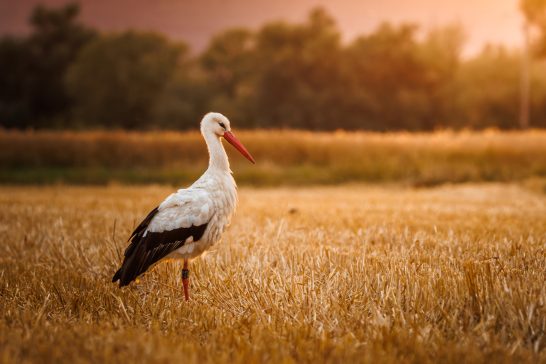 Ein Weißstorch steht auf einem goldenen Feld in der Abenddämmerung.