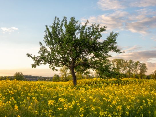 Der Baum im Raps Ein einzelner Baum steht in einem blühenden, gelben Feld unter klarem Himmel.