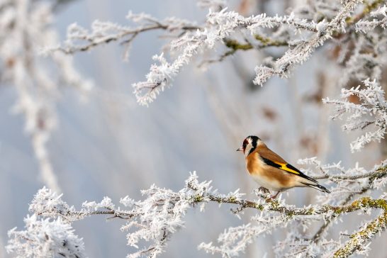 Ein Distelfink sitzt auf einem von Frost bedeckten Zweig.
