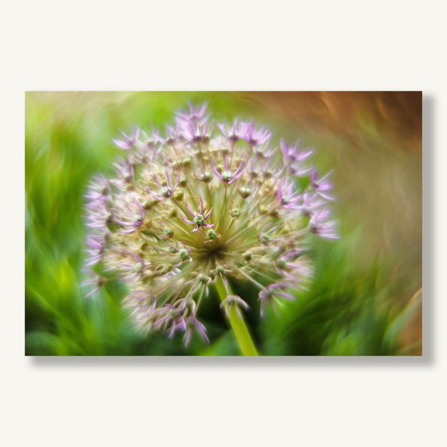 Lila Blüte mit vielen kleinen Blüten auf einem grünen Stängel im unscharfen Hintergrund.