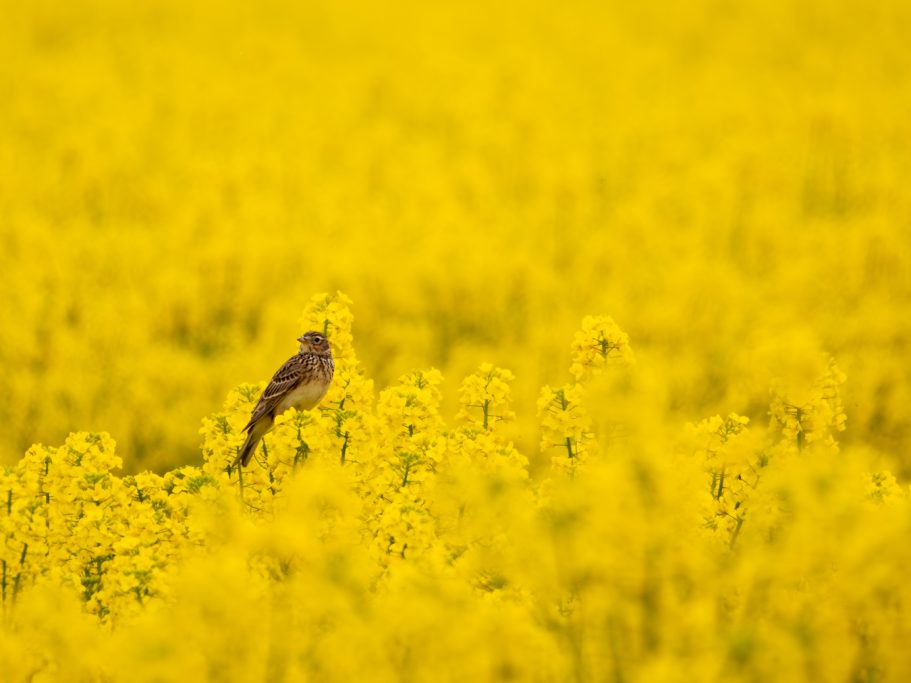 Feldlerche Ein Vogel sitzt in einem leuchtend gelben Rapsfeld.