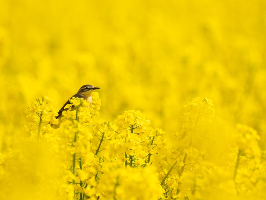 Schafstelze Ein Vogel sitzt in einem Feld mit leuchtend gelben Rapsblüten.