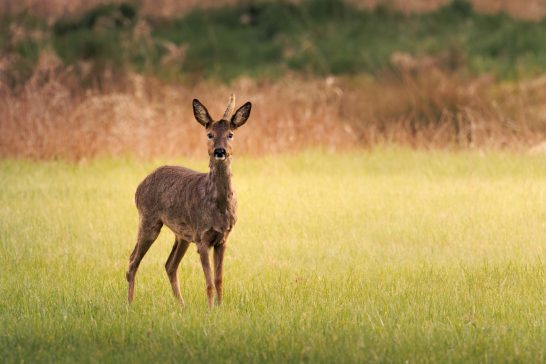 Reh steht auf einer grünen Wiese, umgeben von unscharfem, trockenem Gras.