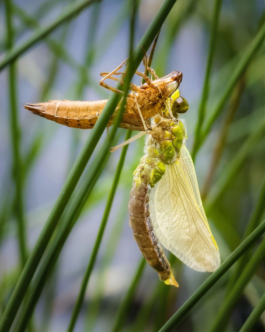 Eine grüne Libelle mit durchsichtigen Flügeln schlüpft aus ihrer braunen Hülle.