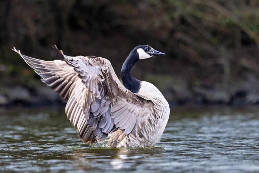 Kanadagans mit ausgebreiteten Flügeln steht im Wasser.