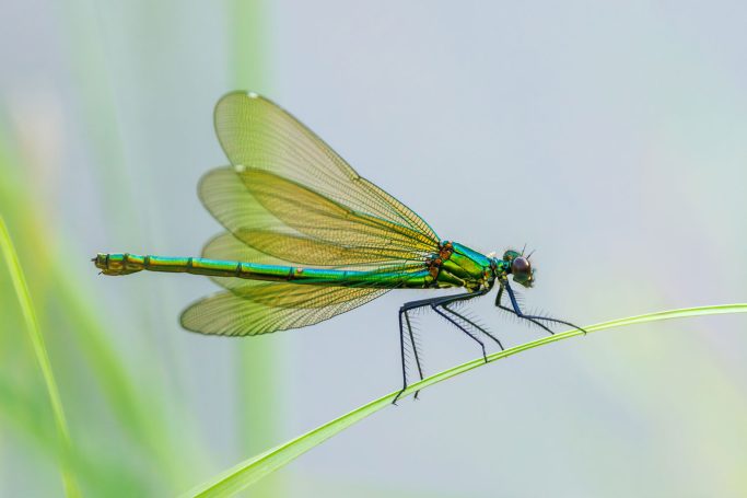 Grüne Libelle sitzt auf einem Grashalm vor unscharfem Hintergrund.
