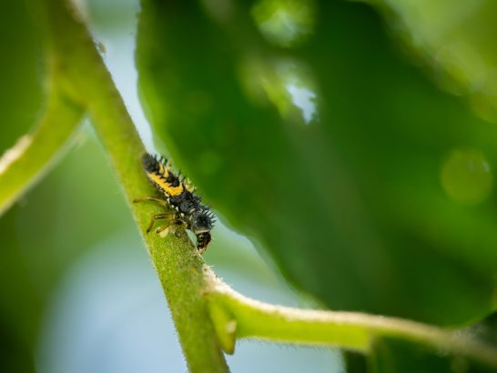 Kleiner Drache (Marienkäfer Larve) Schwarze und gelbe Insekten auf einem grünen Pflanzenstängel.