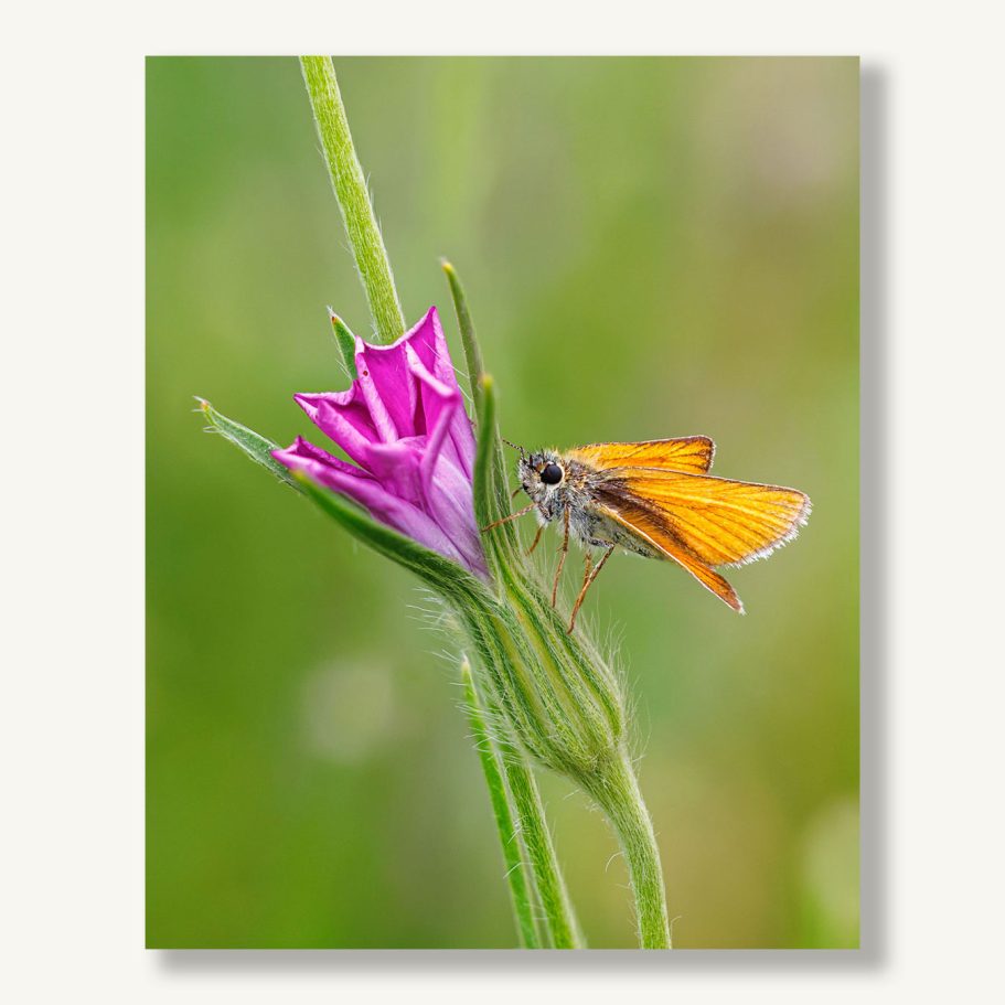 Schmetterling mit orangefarbenen Flügeln sitzt auf einer pinken Blüte.