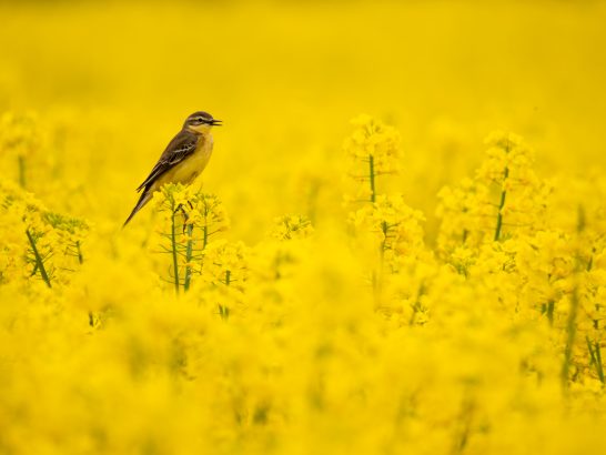 Schafstelze Ein Vogel sitzt auf einer blühenden, gelben Rapsfeldblüte.