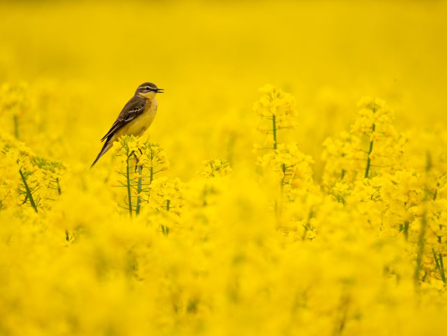 Schafstelze Kleiner Vogel sitzt in einem blühenden, gelben Rapsfeld.