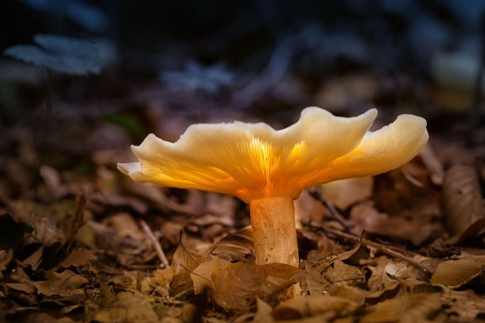 Helle Pilzart mit leuchtendem, orangefarbenem Inneren auf einem moosigen Boden.