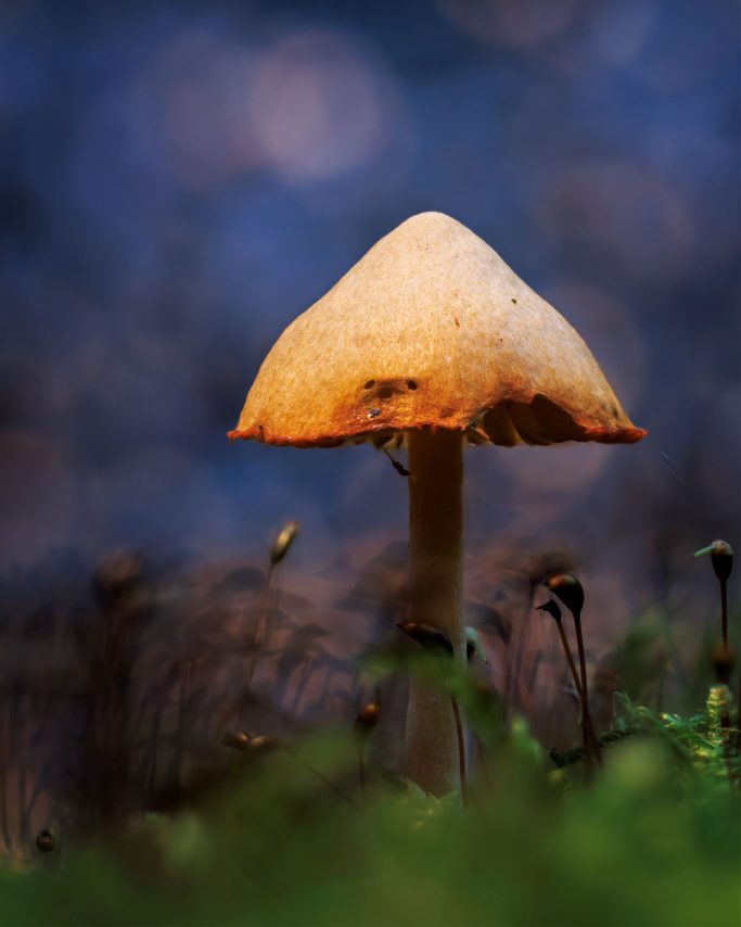 Ein einzelner, orangefarbener Pilz in einem unscharfen, grünen Hintergrund.