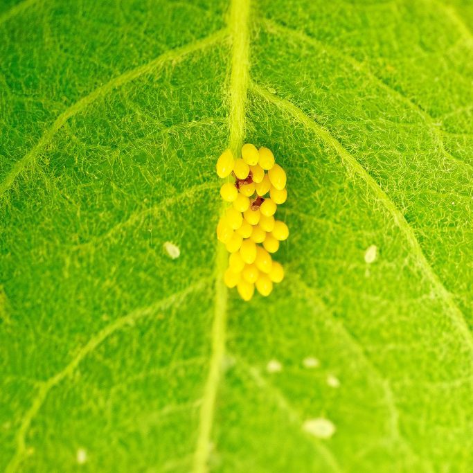 Gelbe Eier auf einem grünen Blatt.