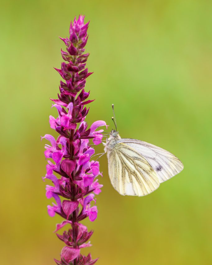 Weißer Schmetterling sitzt auf lila Blüte vor verschwommenem Hintergrund.