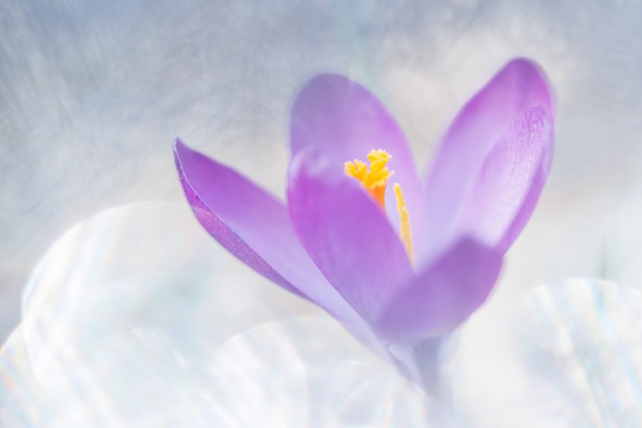Lila Blüte mit gelben Staubgefäßen vor einem verschwommenen Hintergrund.