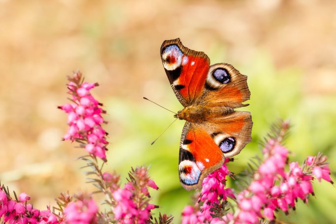 Schmetterling auf pinken Blüten mit leuchtenden orangefarbenen und blauen Mustern.