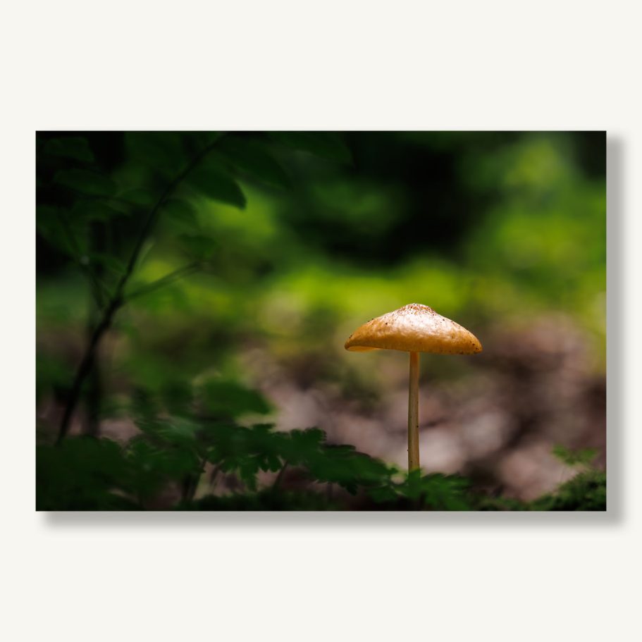 Ein einzelner gelber Pilz steht auf einem unscharfen, grünen Hintergrund.