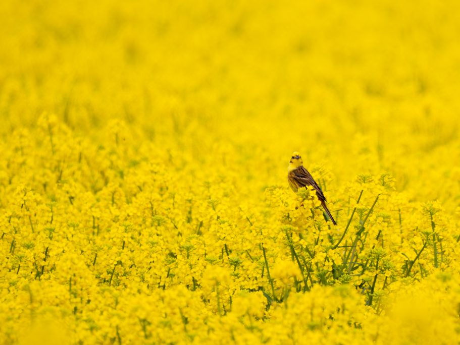 Goldammer Ein Vogel steht in einem gelben Rapsfeld.