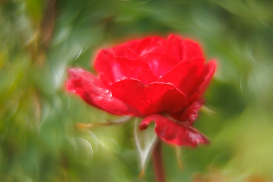Rote Rose mit unscharfem Hintergrund, sanfte Blütenblätter und grüne Blätter.