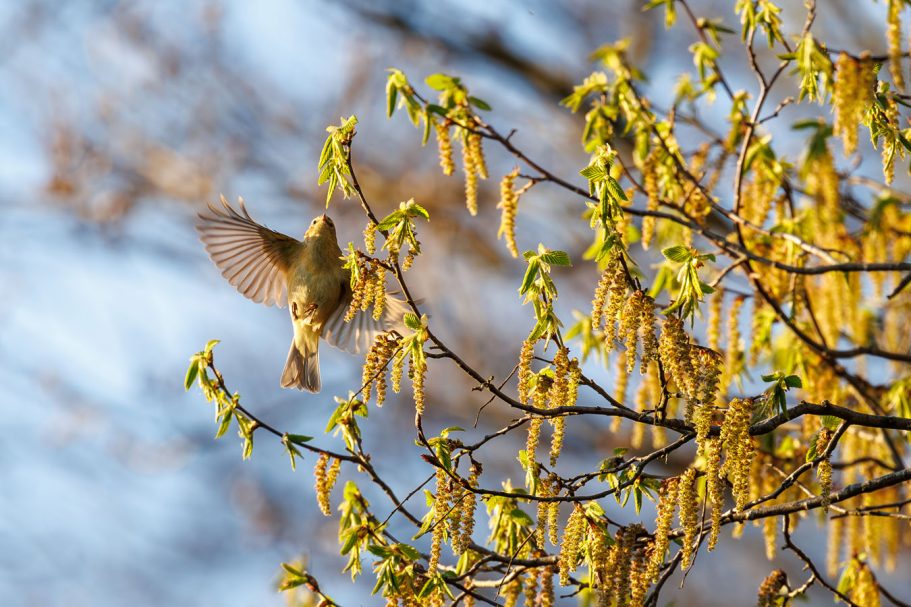 Ein Vogel fliegt zwischen blühenden Zweigen mit grünen Blättern.