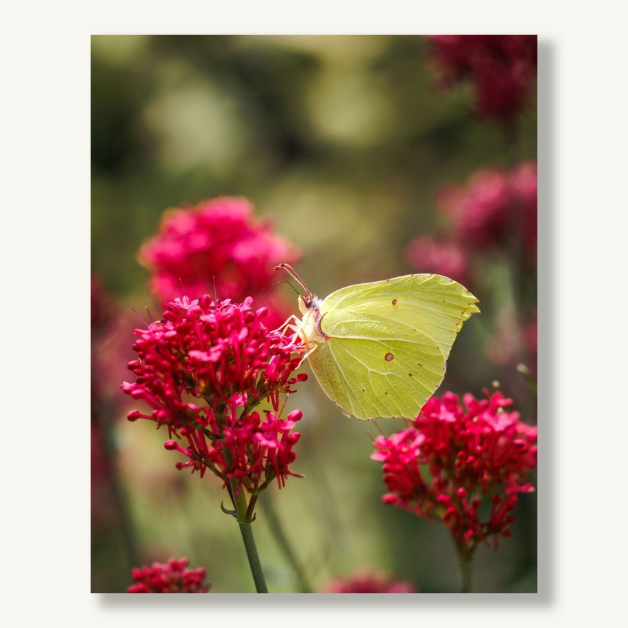 Gelber Schmetterling sitzt auf pinken Blumen in einer sonnigen Umgebung.