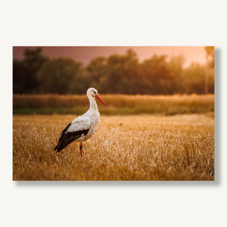 Ein Weißstorch steht in einem goldenen Feld, umgeben von Bäumen im Hintergrund.