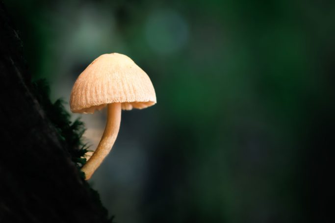 Ein orangefarbener Pilz mit einer kleinen Kappe wächst an einem Baumstamm.