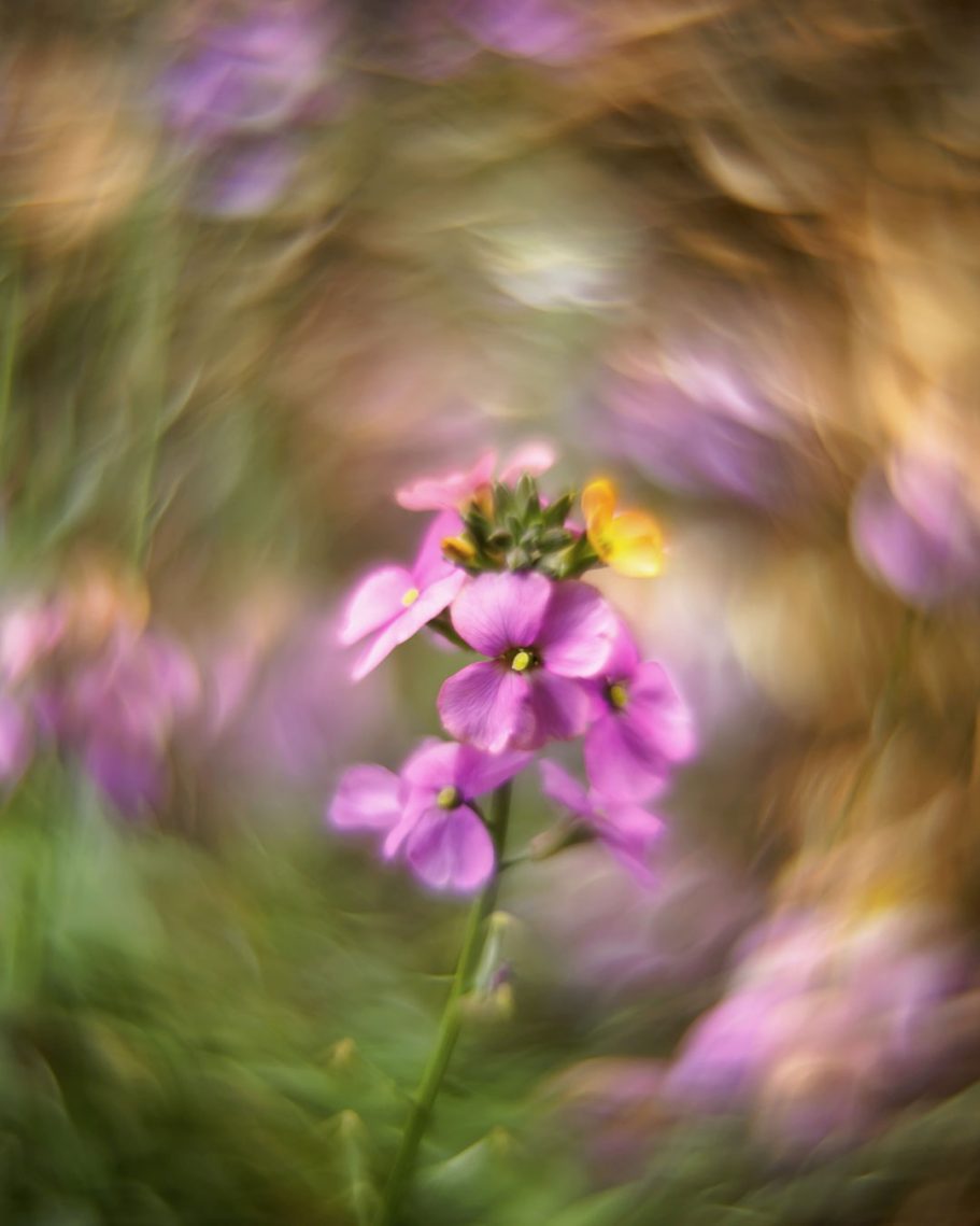 Lila-fliederfarbene Blume mit unscharfem, buntem Hintergrund.