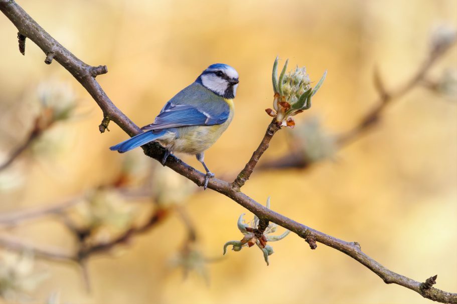 Ein Blaumeise sitzt auf einem Ast vor einem unscharfen, goldenen Hintergrund.
