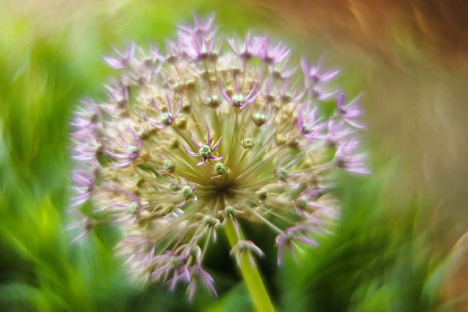 Kugelblüte mit lila Spitzen und unscharfem, grünem Hintergrund.